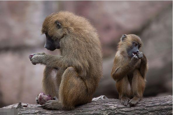 猴子队主帅表态:球队正走好势头的简单介绍 猴子队主帅表态:球队正走好势头的简单介绍